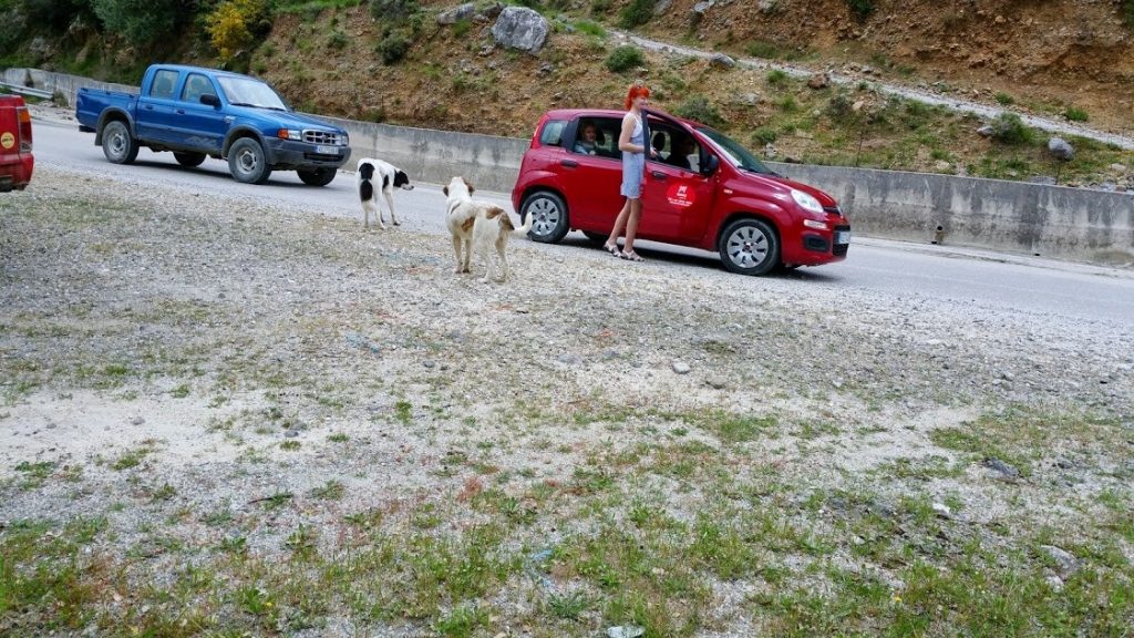 W drodze do Argostoli spotykamy kozy